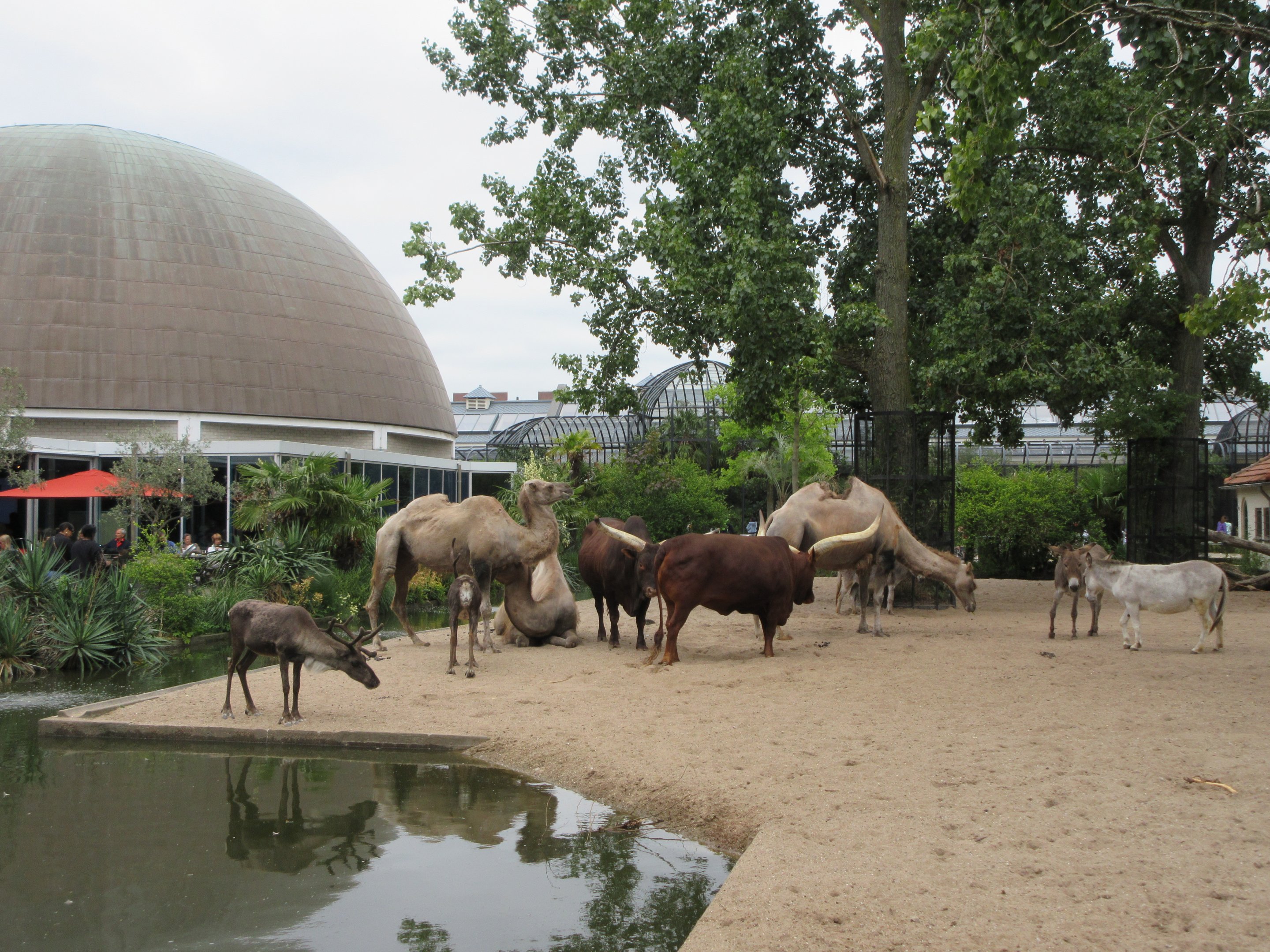 The Zoo's First Exhibit: camels, cattle, donkeys + reindeer