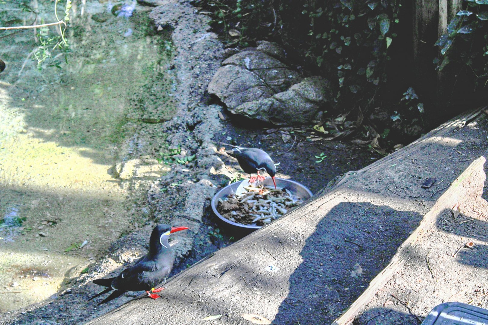 The Zoo's Inca Terns