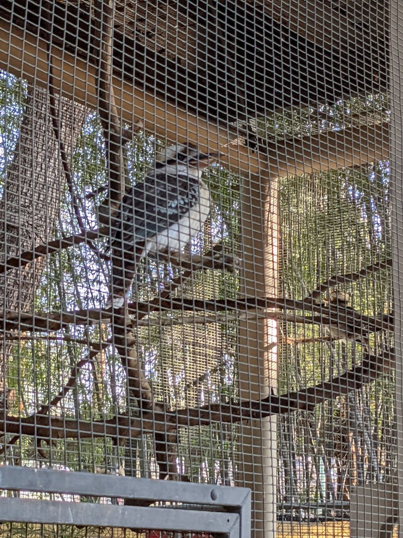 The Zoo's Laughing Kookaburras
