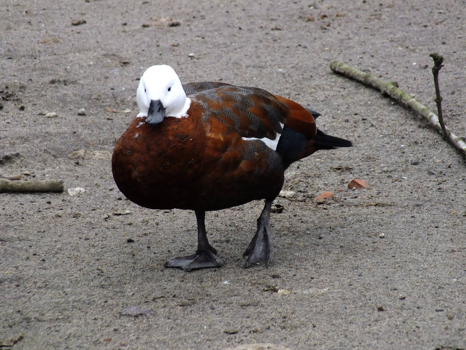 The Zoo's lone Paradise Shelduck