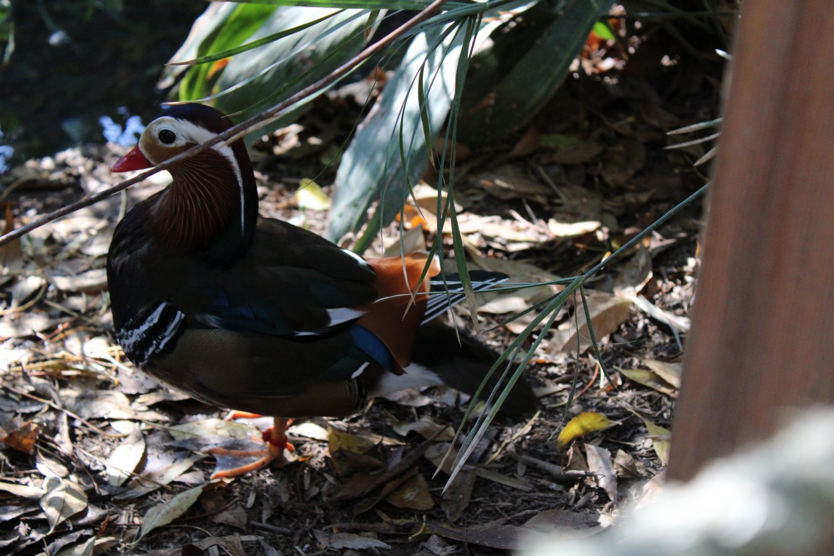 The Zoo's Mandarin Drake