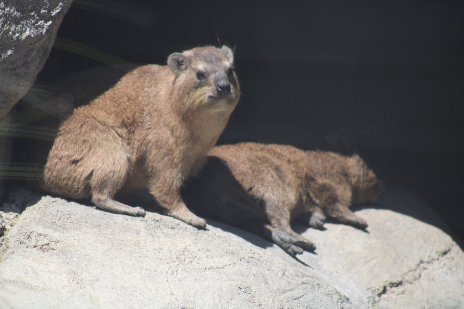 The Zoo's New Rock Hyraxes [May 11, 2022]