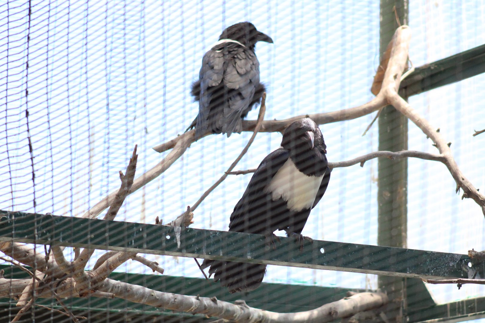 The Zoo's Resident Pair of Pied Crows [May 11, 2022]