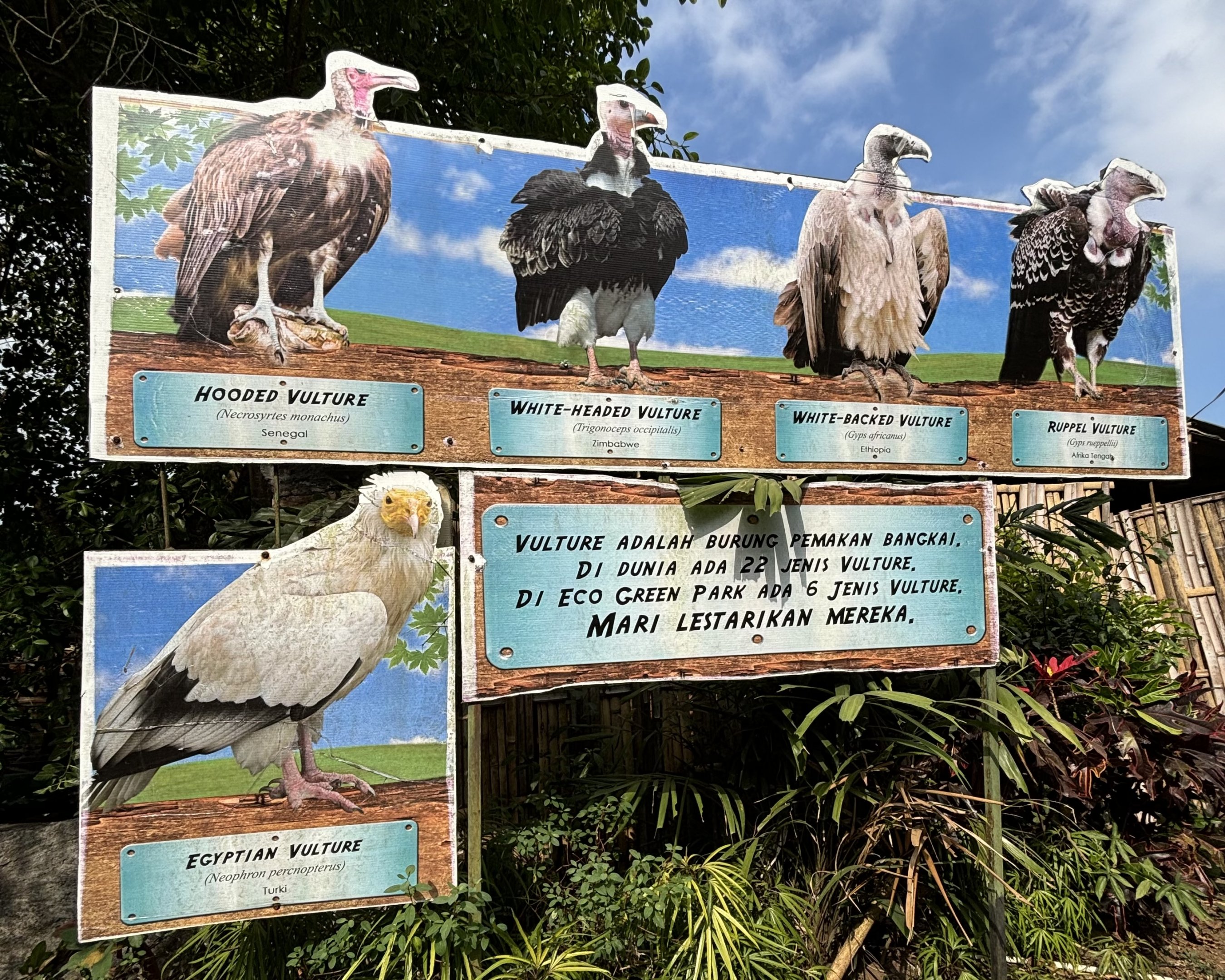 The zoo’s vultures