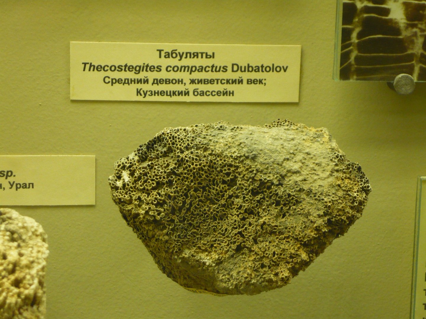Thecostegites compactus