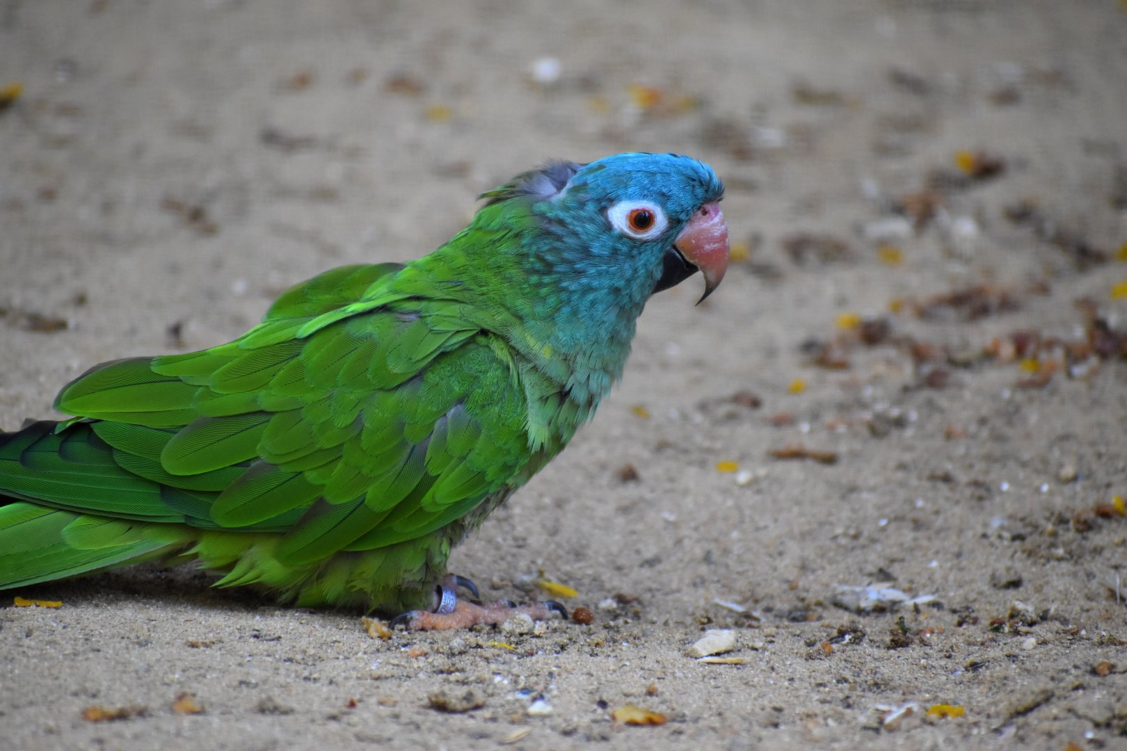 Thectocercus acuticaudatus - Blue-crowned Parakeet / Zoo d'Upie 2024