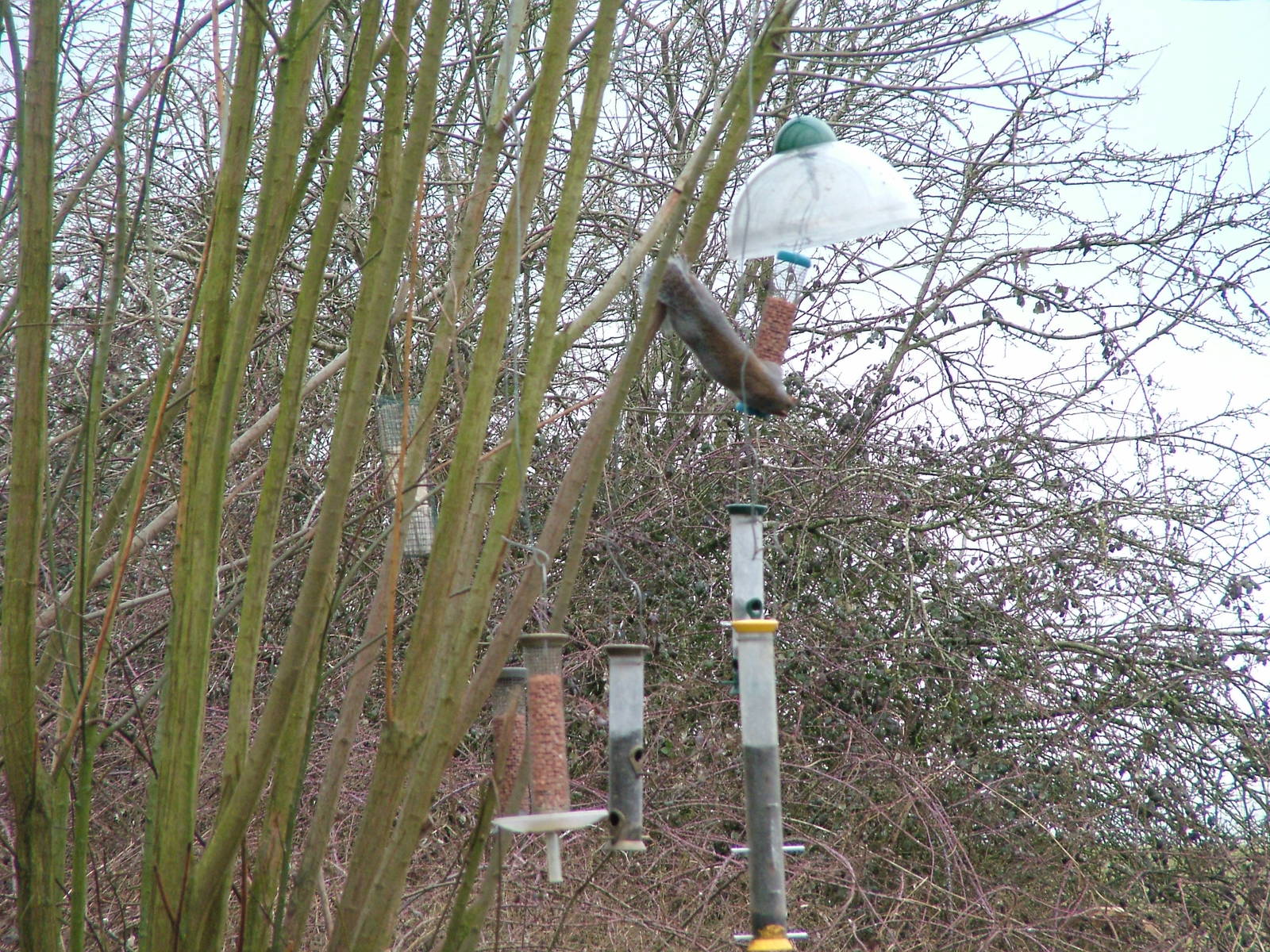 Theft in progress at Slimbridge 06/02/10