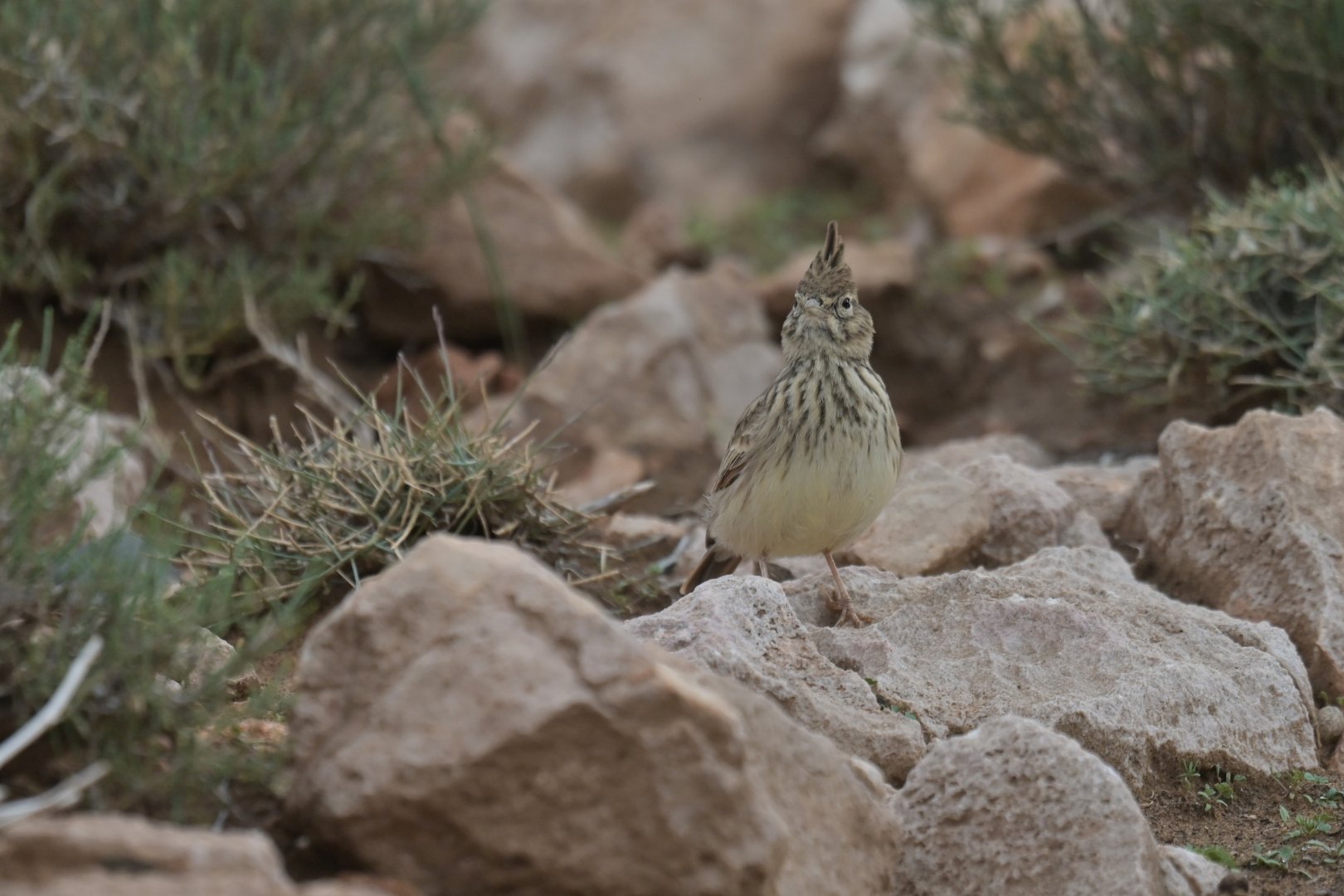Thekla Lark Galerida theklae