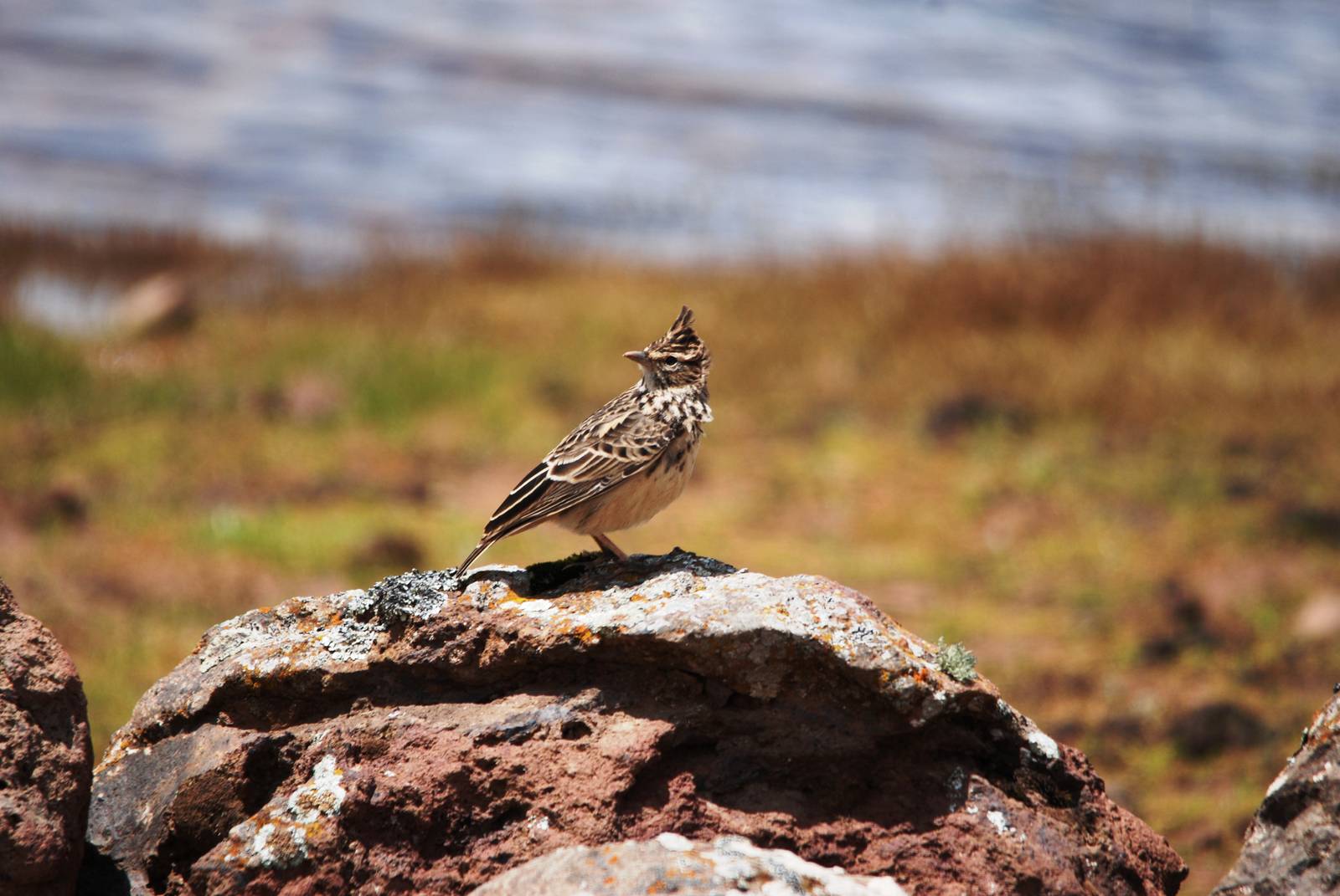 Thekla Lark in Bale Mountains NP, 15/10/14
