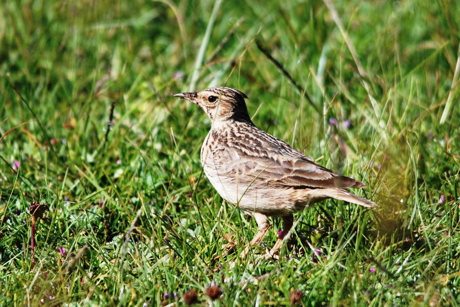 Thekla Lark - Sululta Plains, 18/10/14
