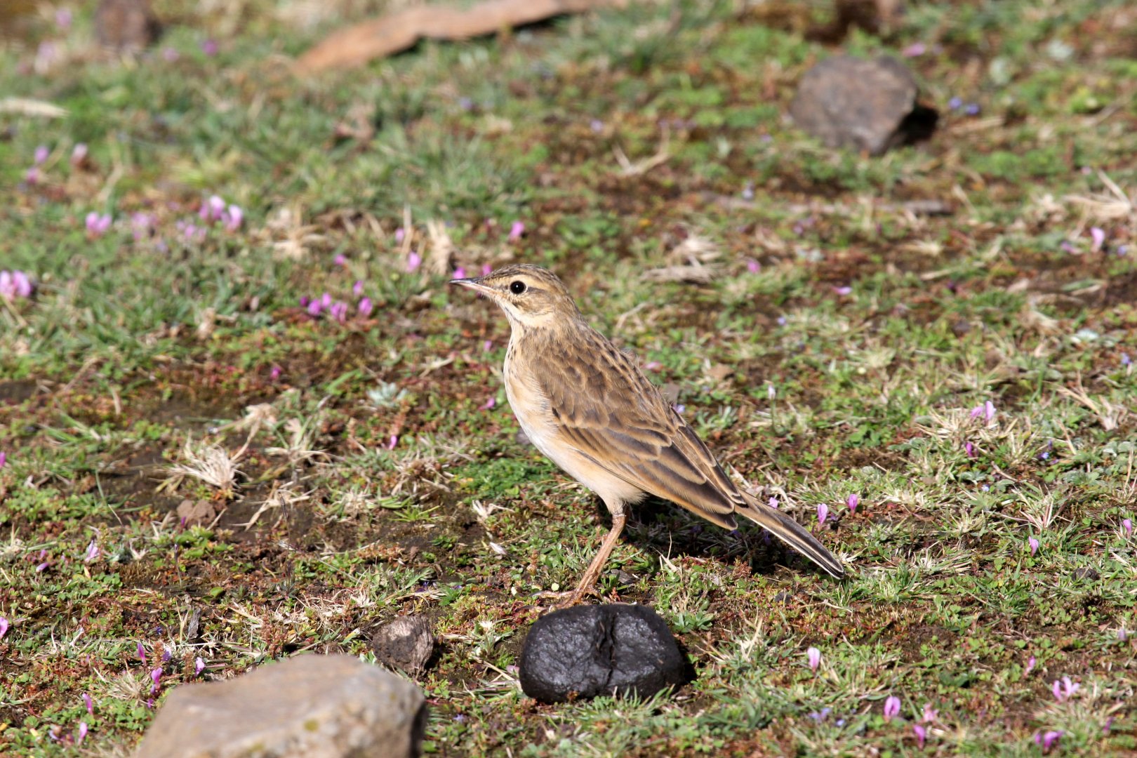 Thekla's Lark (Galerida theklae) ID?