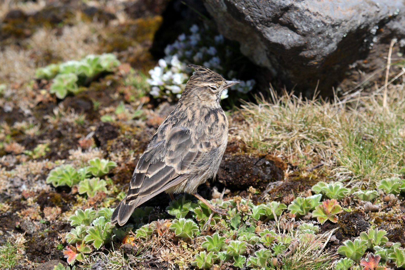Thekla's Lark (Galerida theklae)