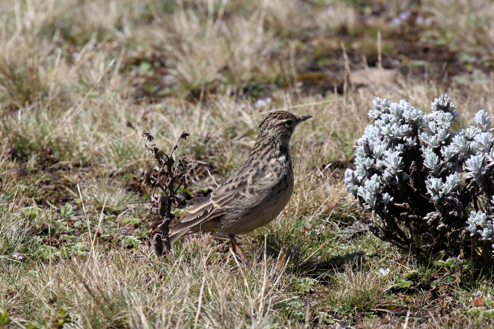 Thekla's Lark (Galerida theklae)