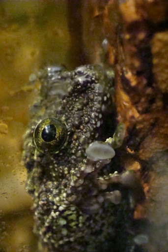 Theloderma corticale