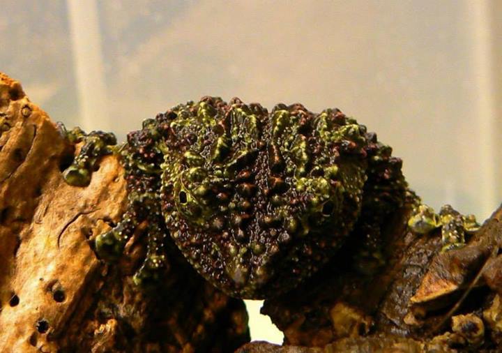 Theloderma corticale
