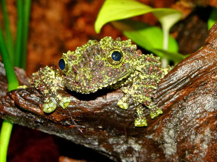 Theloderma corticale