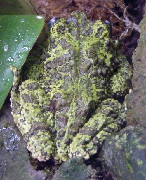 Theloderma corticale