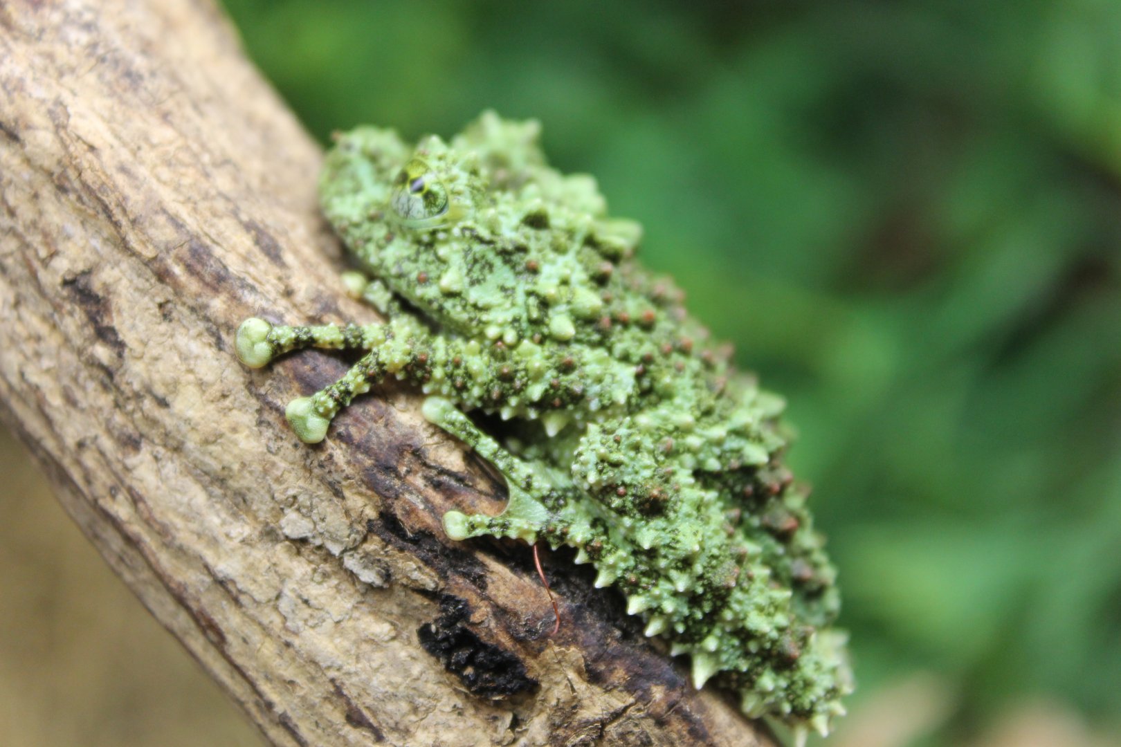 Theloderma corticale