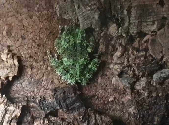 Theloderma corticale