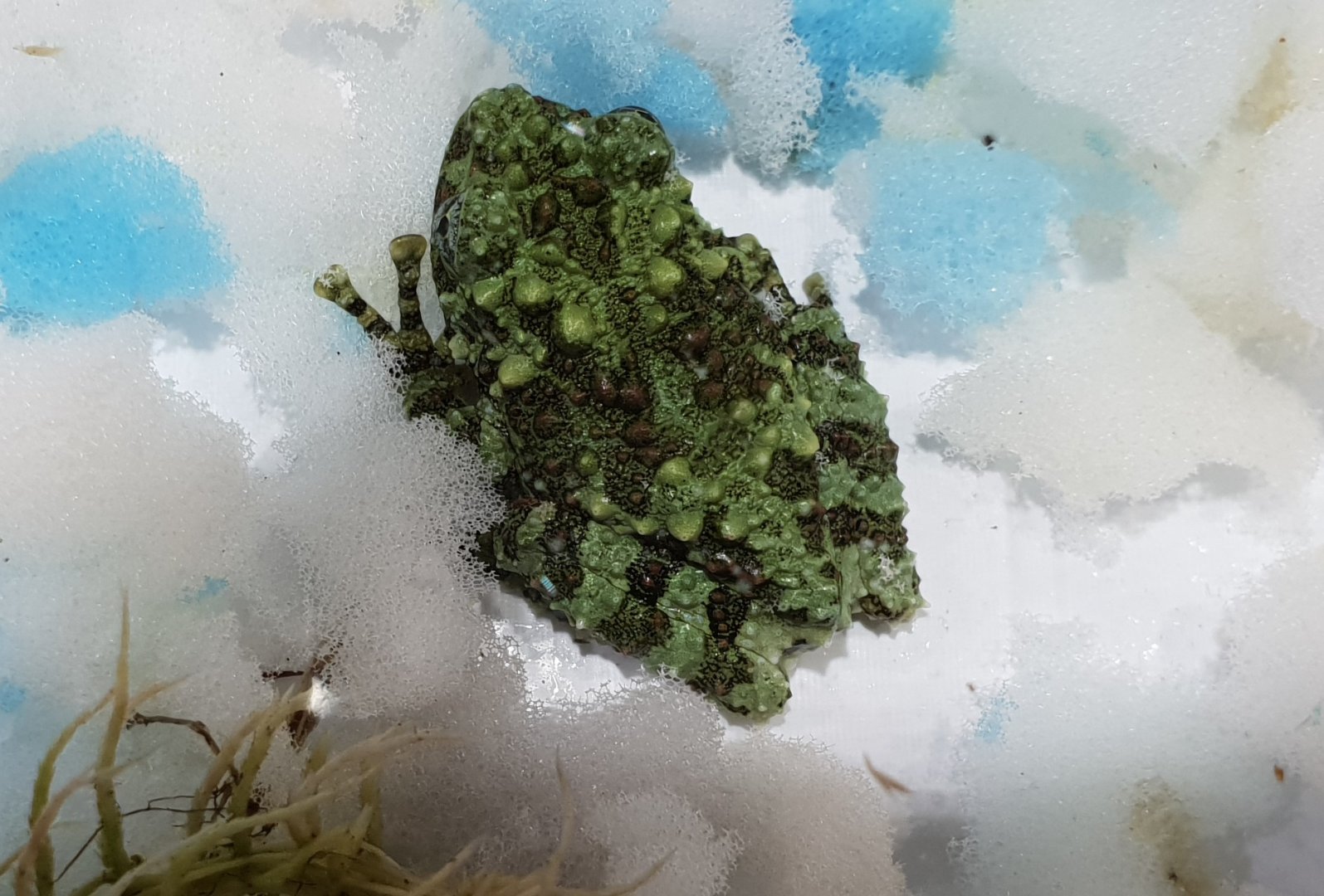 Theloderma corticale