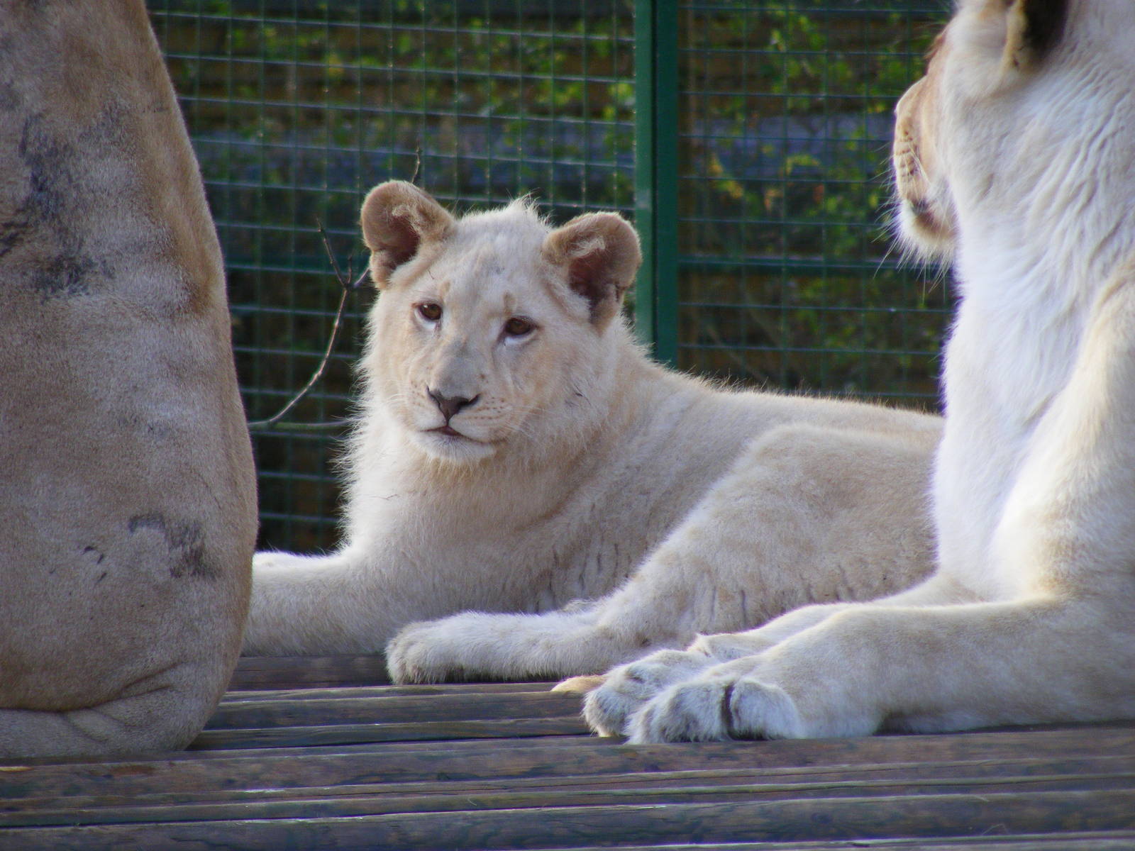 Themba or Izulu the white African lion cub at Paradise Wildlife Park, 22 No