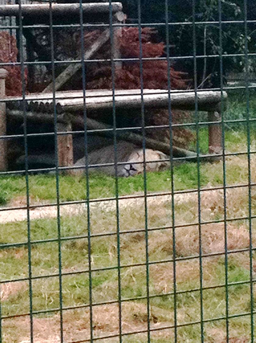 Themba the Male White Lion (3rd July 2011)
