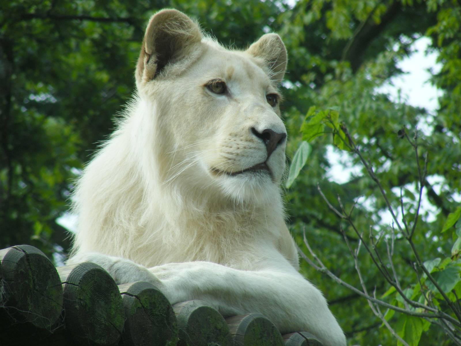 Themba the white African lion at Paradise Wildlife Park, 5 September 2010