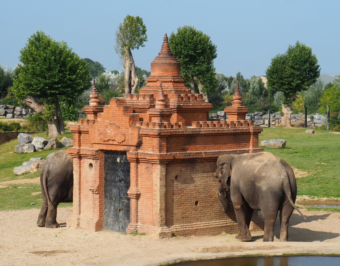 Themed Asian elephant enrichment structured, 2021-09-02