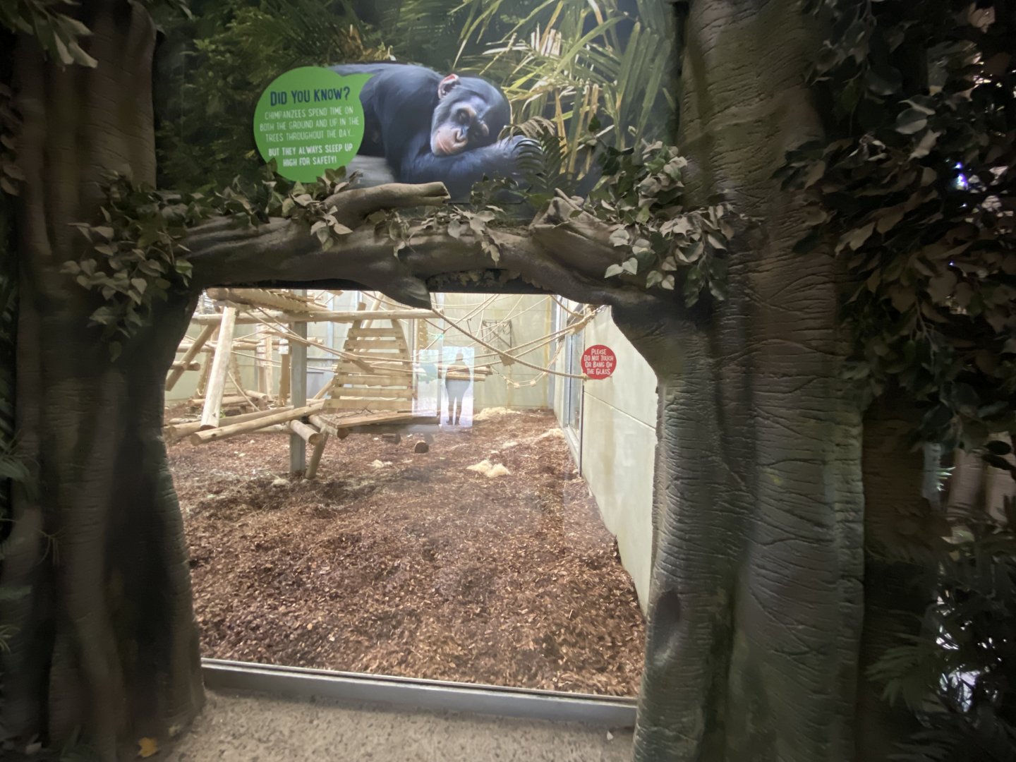 Themed chimp viewing area