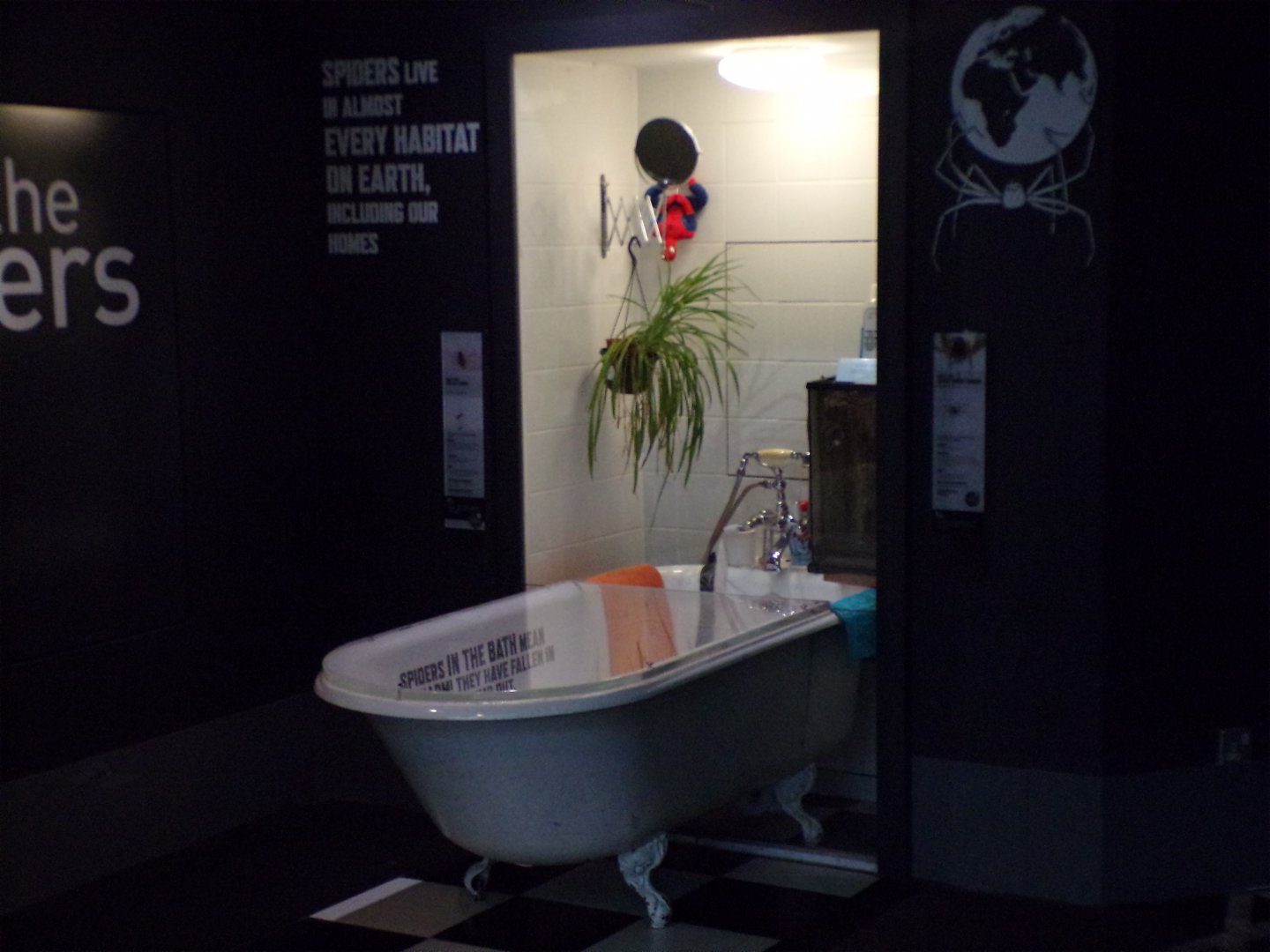 Themed house spider exhibit 11.2.25