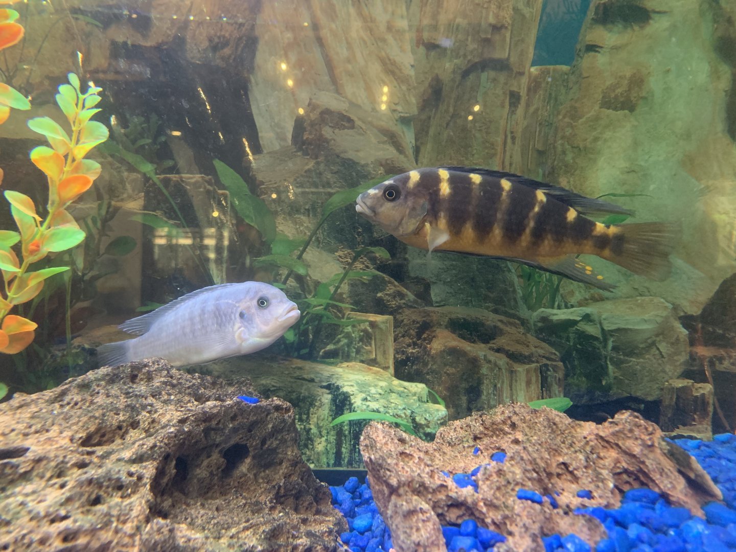 THEMUSEUM - African Cichlids