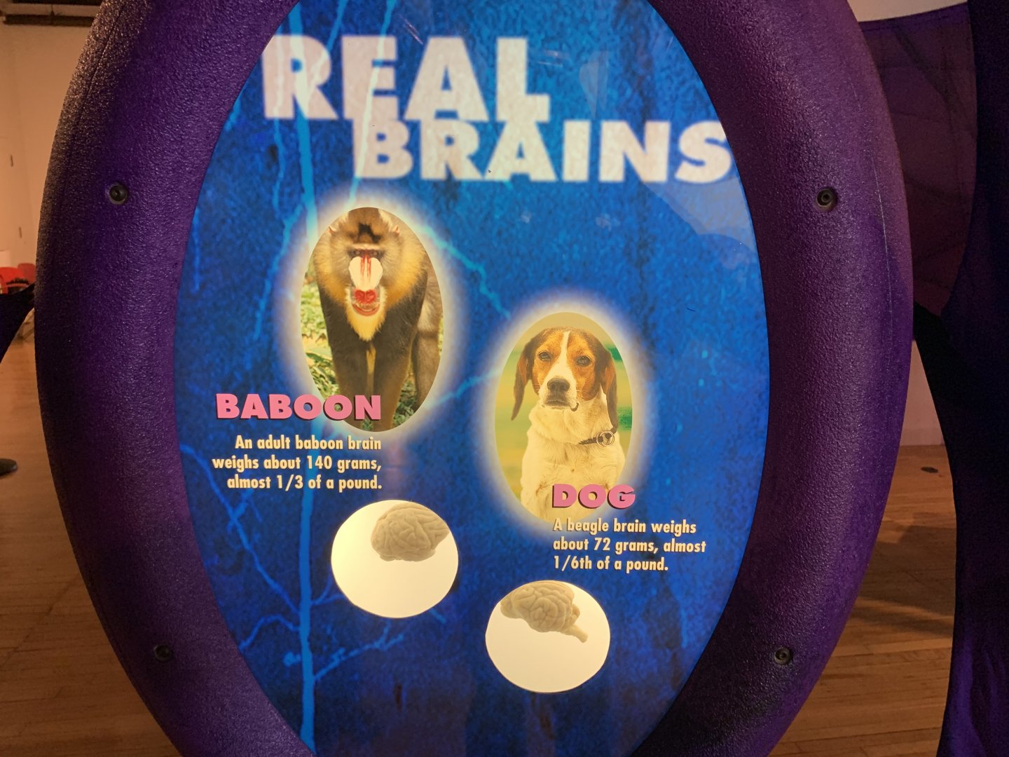 THEMUSEUM - BRAIN: The World Inside Your Head - Dog and "Baboon" Brain Display