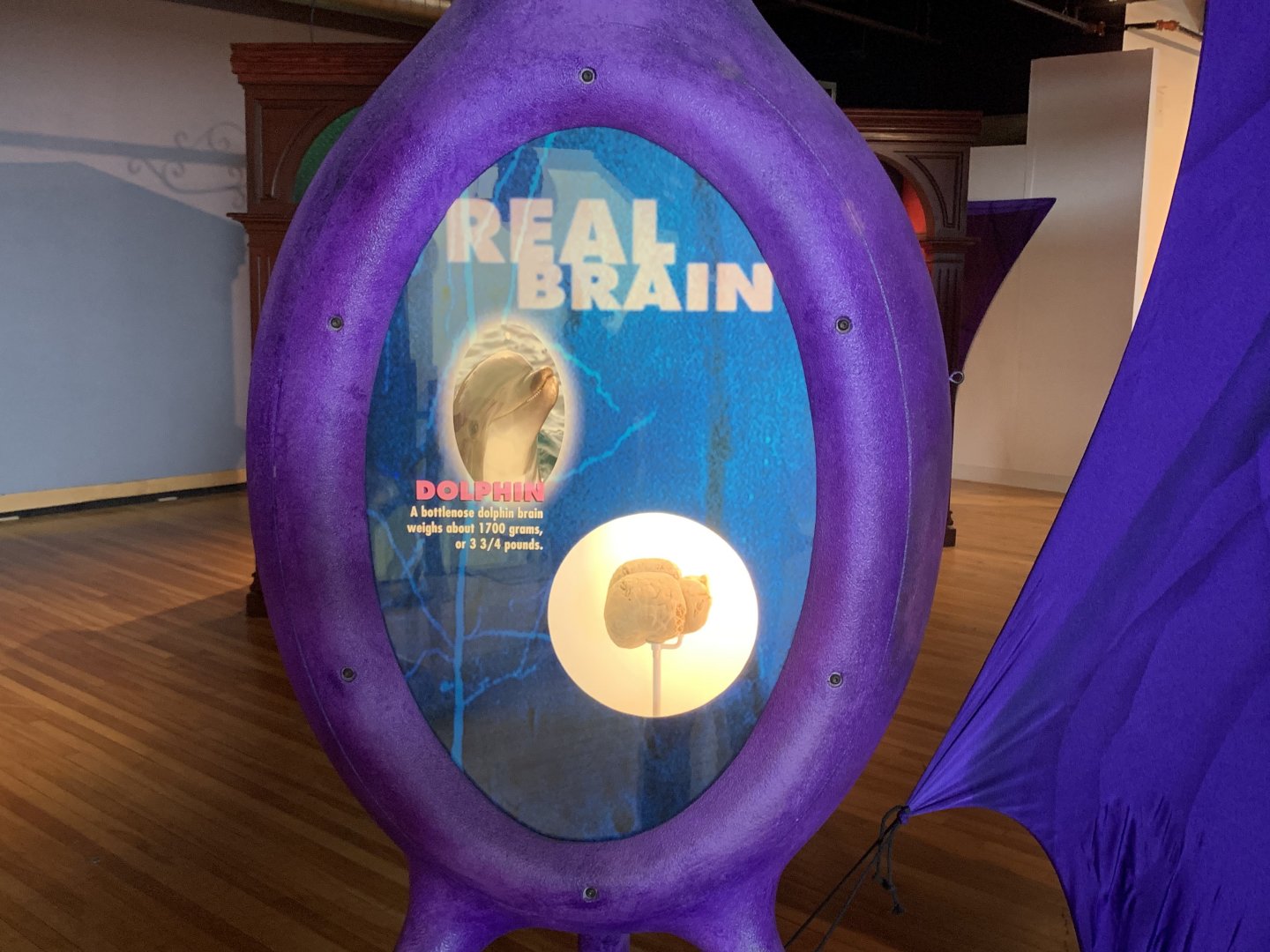 THEMUSEUM - BRAIN: The World Inside Your Head - Dolphin Brain Display