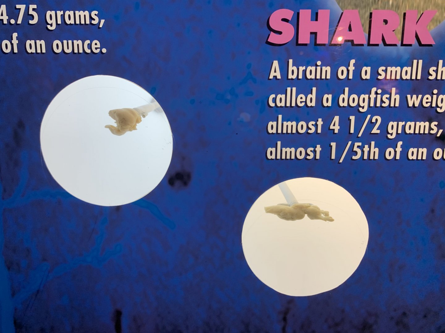 THEMUSEUM - BRAIN: The World Inside Your Head - Duck and Shark Brain Display closeup