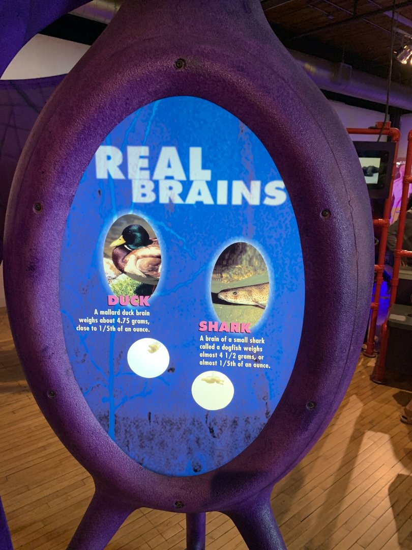 THEMUSEUM - BRAIN: The World Inside Your Head - Duck and Shark Brain Display