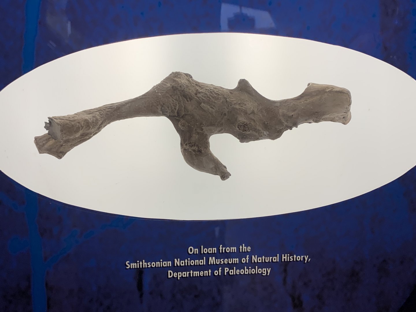 THEMUSEUM - BRAIN: The World Inside Your Head - Triceratops Braincase Display (from the Smithsonian)