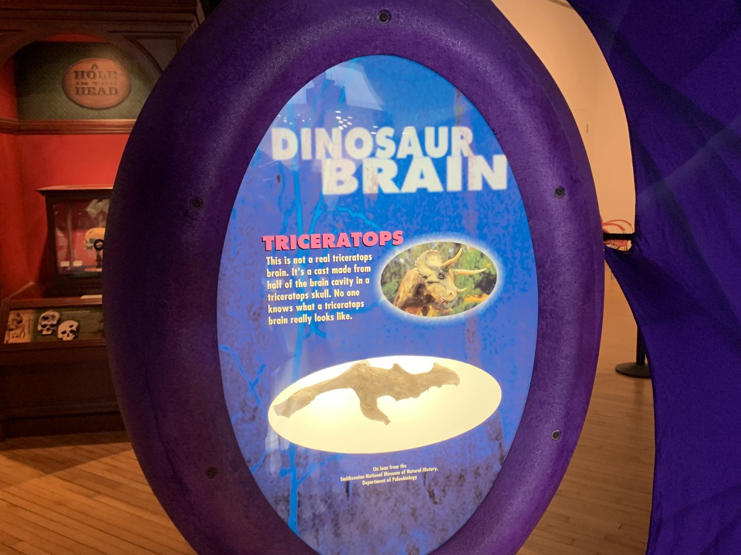 THEMUSEUM - BRAIN: The World Inside Your Head - Triceratops Braincase Display