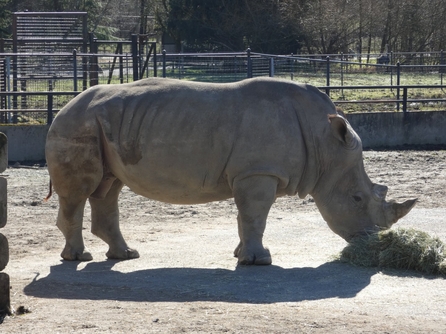 Theo (Southern white rhinoceros)