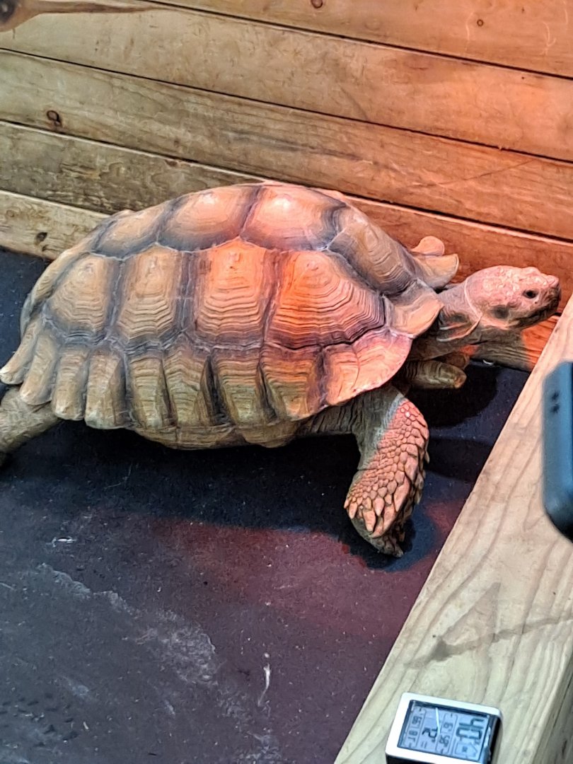 Theo the Sulcata Tortoise (1/25/25)