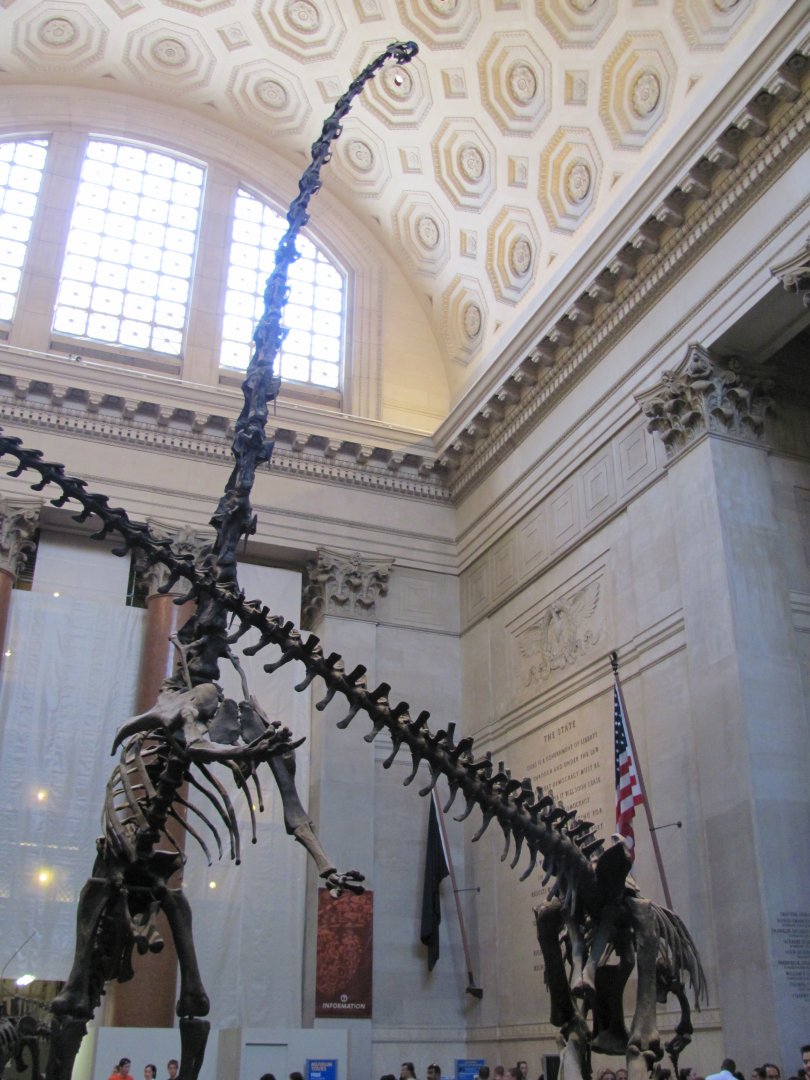 Theodore Roosevelt Rotunda Barosaurus & Allosaurus