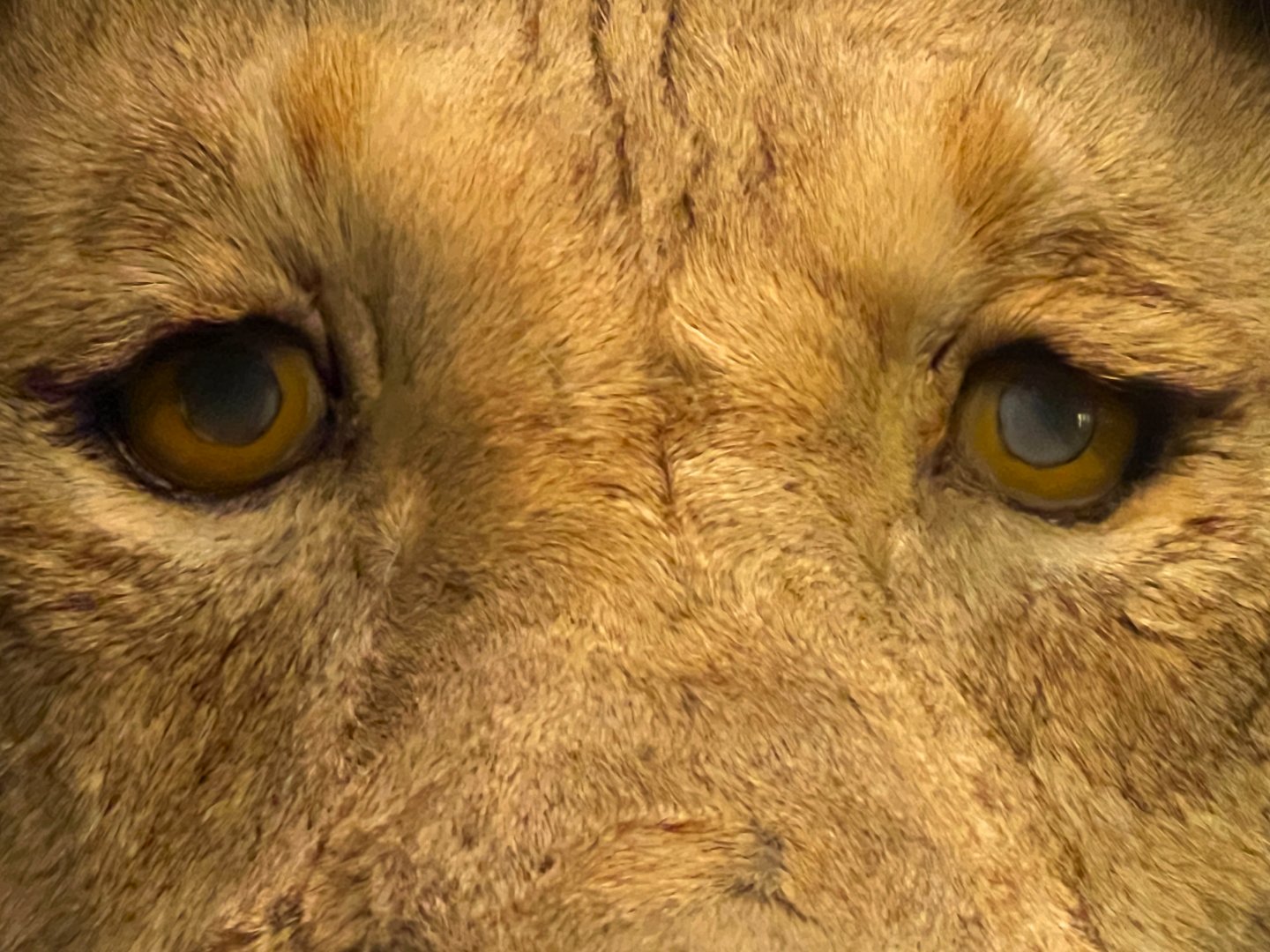 Theodore Roosevelt's Lion - Eyes Closeup