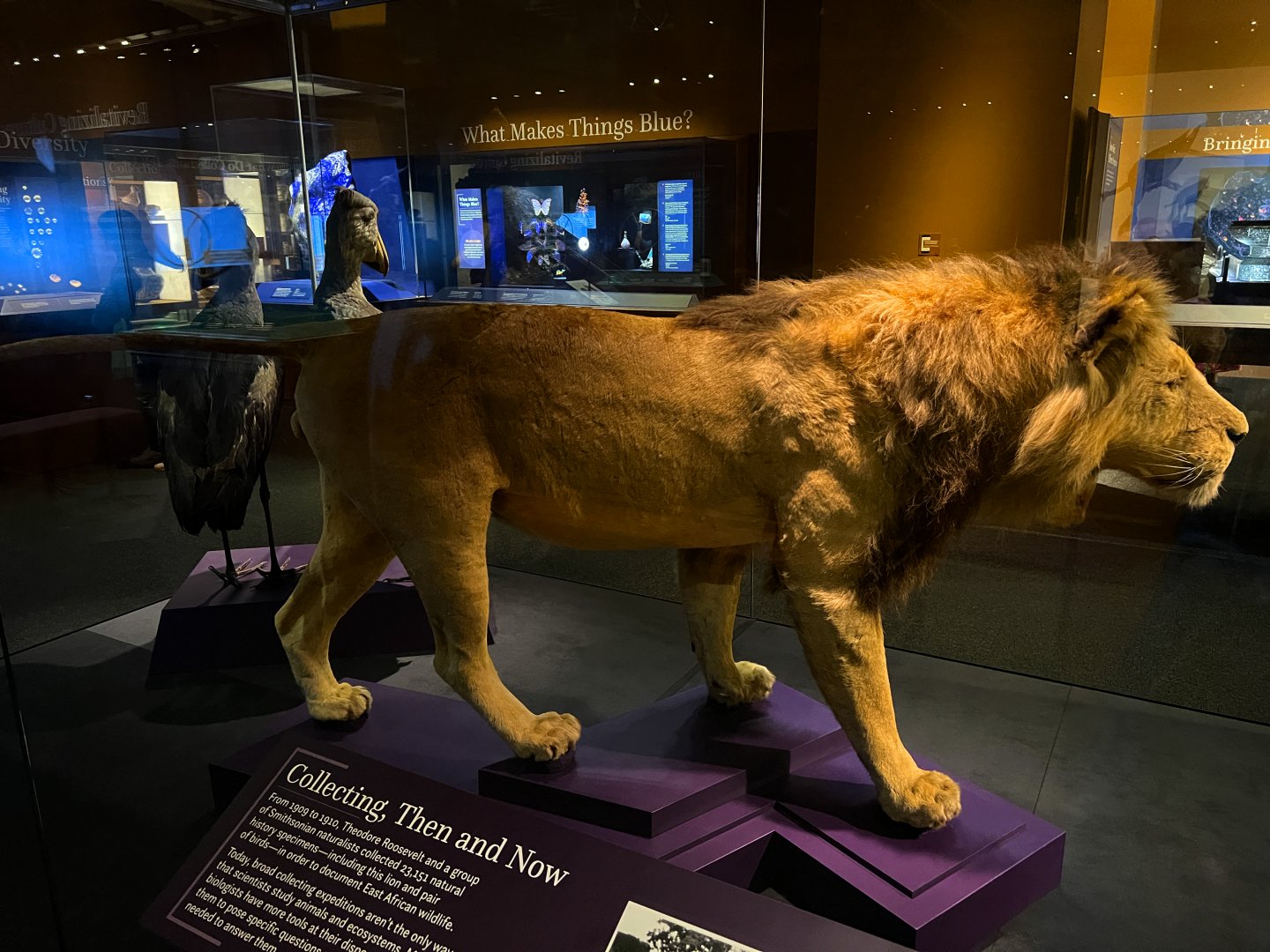 Theodore Roosevelt's Lion - Side 1