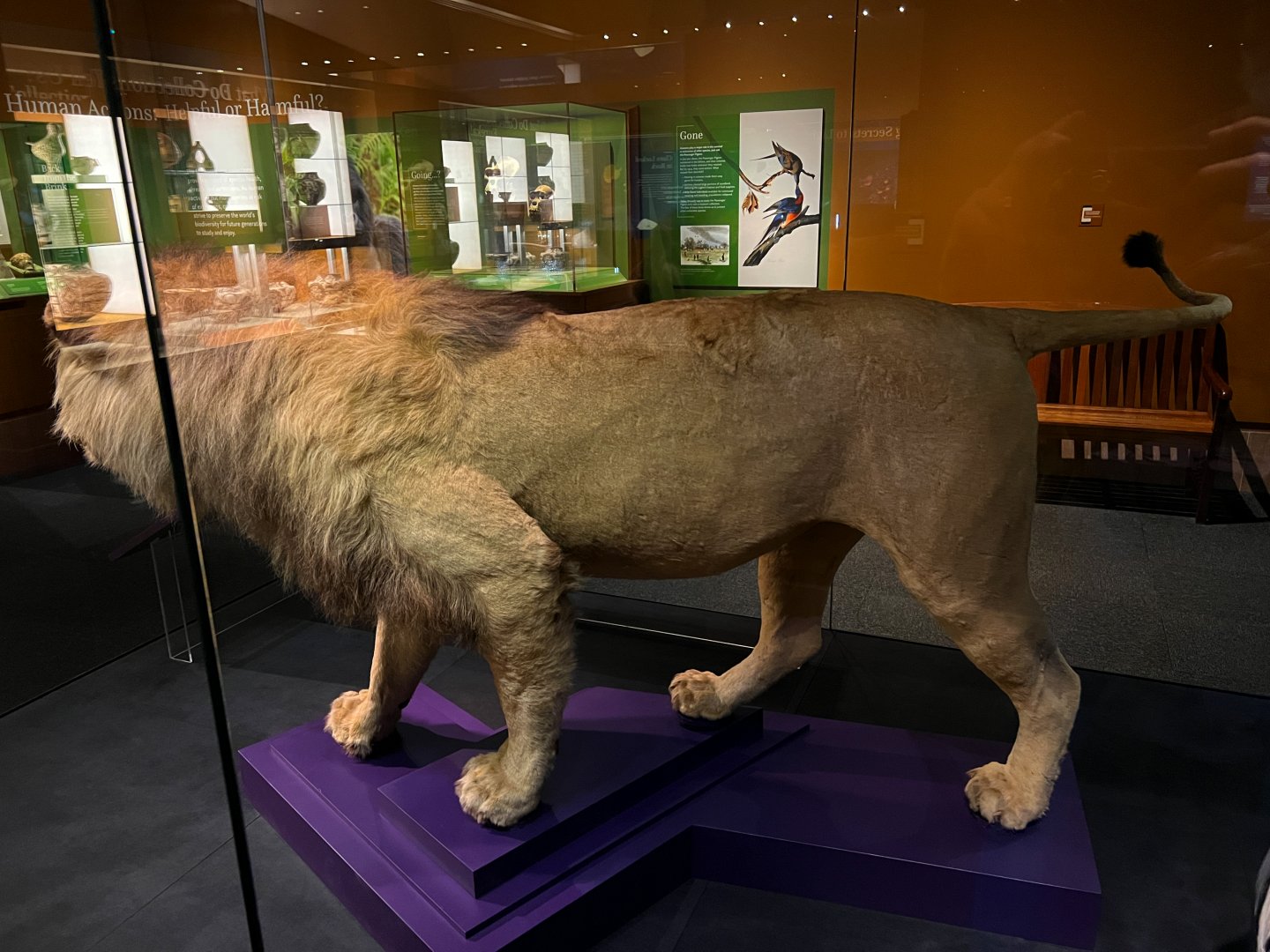 Theodore Roosevelt's Lion - Side 2