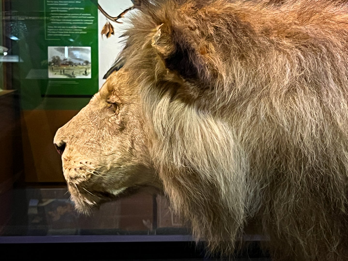 Theodore Roosevelt's Lion - Side Profile
