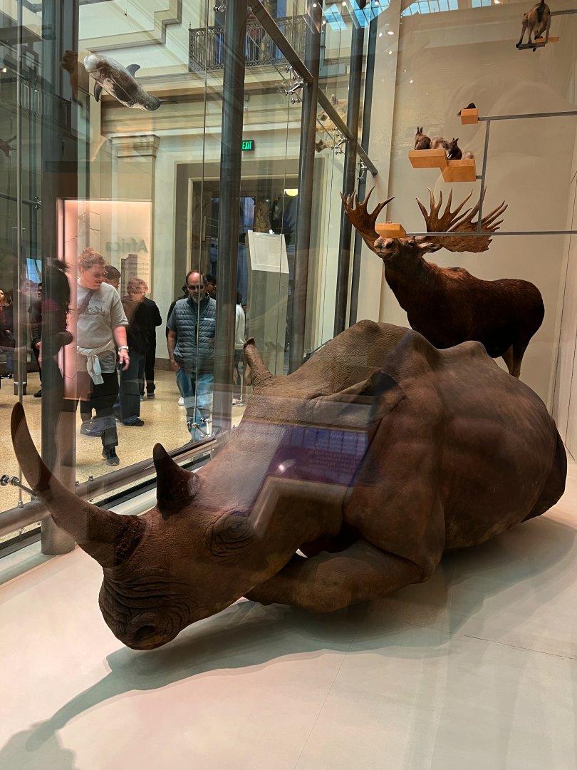 Theodore Roosevelt's Northern White Rhino