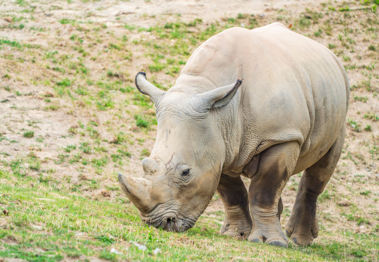 Theodore the White Rhino boy