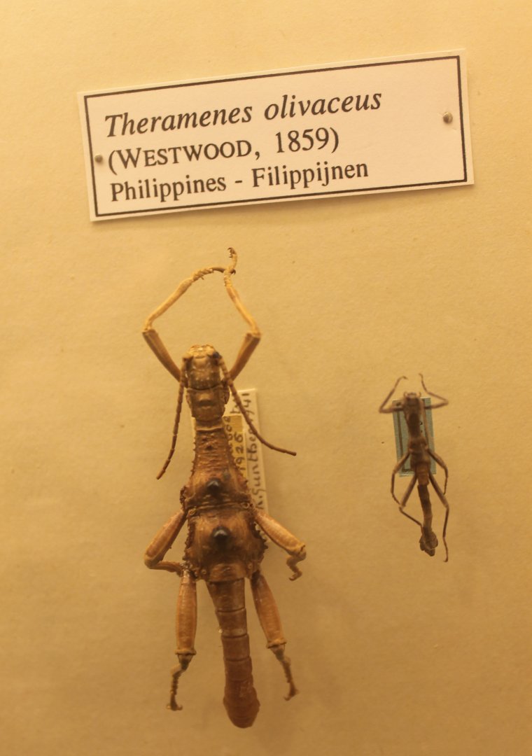 Theramenes olivaceus