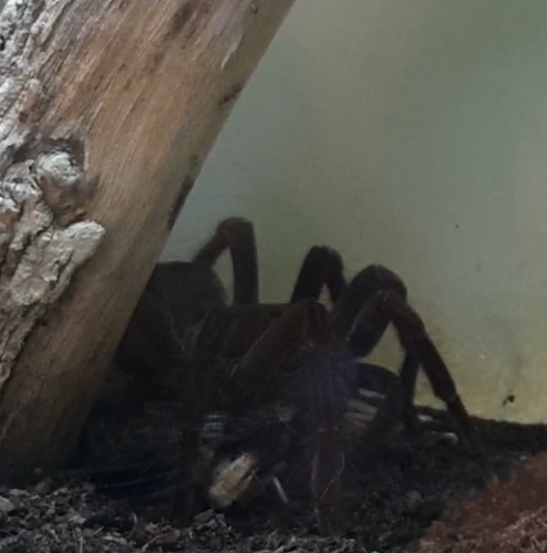 Theraphosa blondi