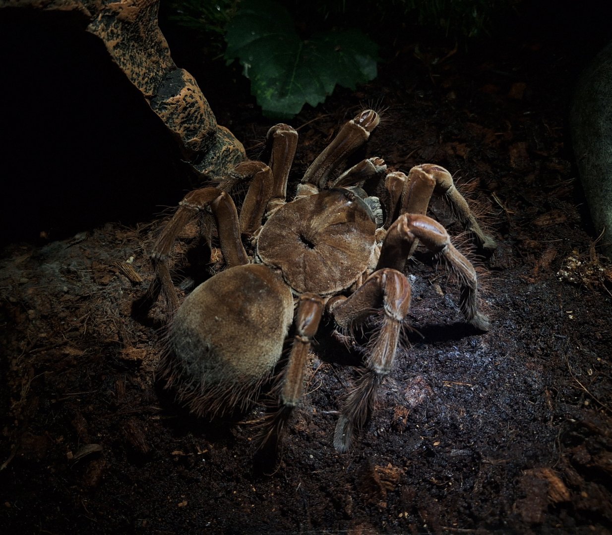 Theraphosa blondi