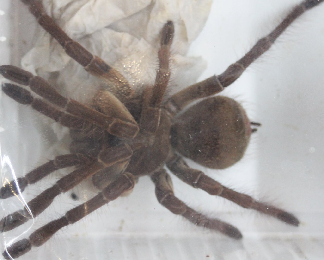 Theraphosa stimi - female